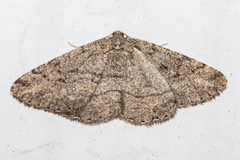 Zermizinga indocilisaria