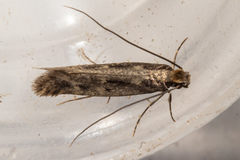 Tinea pallescentella