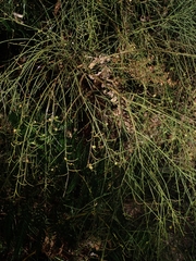 Leptomeria acida