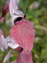 Serapias cordigera
