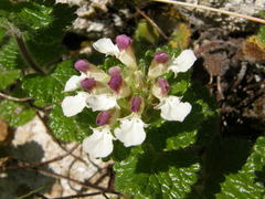 Teucrium pyrenaicum