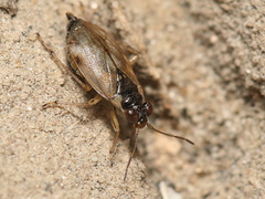 Halosalda lateralis