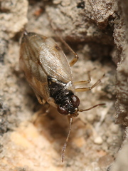 Halosalda lateralis