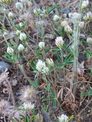 Trifolium alexandrinum