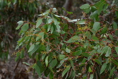 Eucalyptus behriana