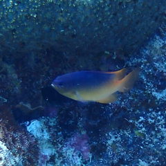 Chrysiptera caesifrons