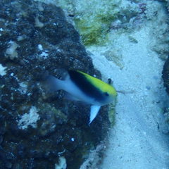 Chrysiptera rollandi