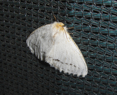 Phiala