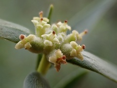 Pimelea microcephala microcephala