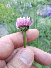 Tanacetum coccineum