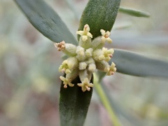 Pimelea microcephala microcephala
