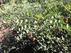 Hosackia crassifolia