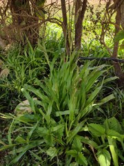 Paspalum fimbriatum