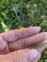 Urochloa distachya