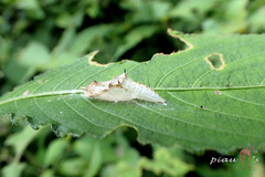 Pieris canidia canidia