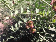 Hosackia crassifolia