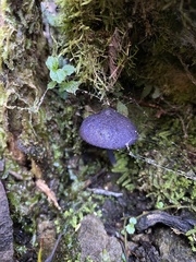 Entoloma panniculus