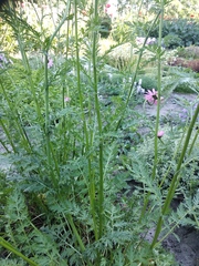 Tanacetum coccineum