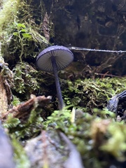 Entoloma panniculus