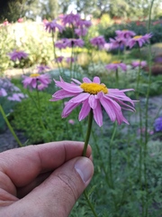 Tanacetum coccineum