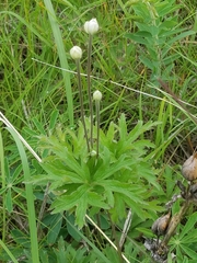 Anemone cylindrica