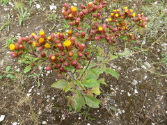 Pentanema squarrosum