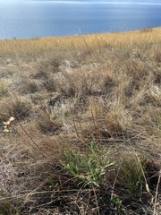 Saussurea salicifolia