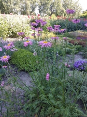 Tanacetum coccineum