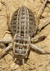 Pycnogaster inermis