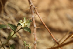 Hibiscus micranthus