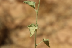 Hibiscus micranthus