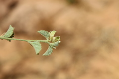 Hibiscus micranthus