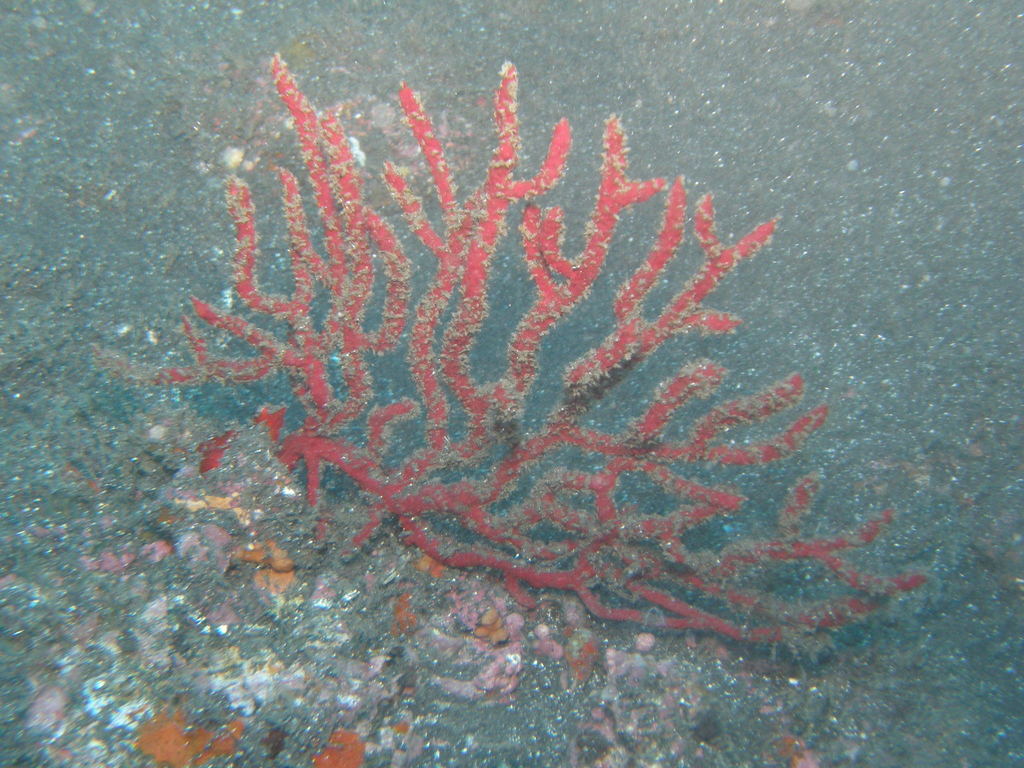 Leptogorgia ruberrima