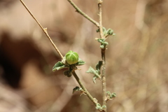 Hibiscus micranthus