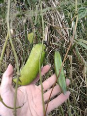 Canavalia cathartica