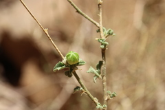 Hibiscus micranthus