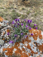 Oxytropis triphylla