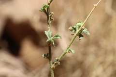 Hibiscus micranthus