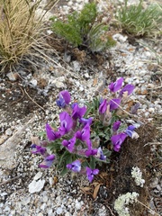 Oxytropis triphylla