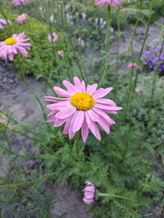 Tanacetum coccineum