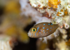 Canthigaster pygmaea