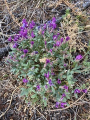 Oxytropis triphylla