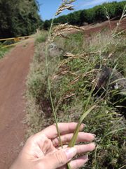 Sorghum × drummondii