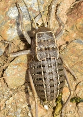 Pycnogaster inermis