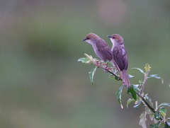 Cisticola hunteri