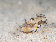 Glossodoris andersonae