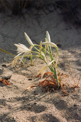 Pancratium maritimum: 기원과 용도 — 사진 3