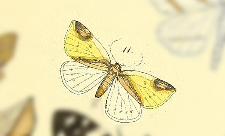 Perusia inusta