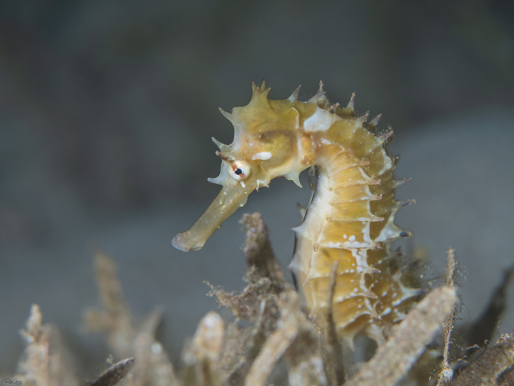 Photo of Jayakar's Seahorse (Hippocampus jayakari)