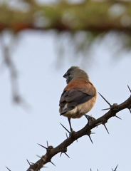 Spermestes griseicapilla